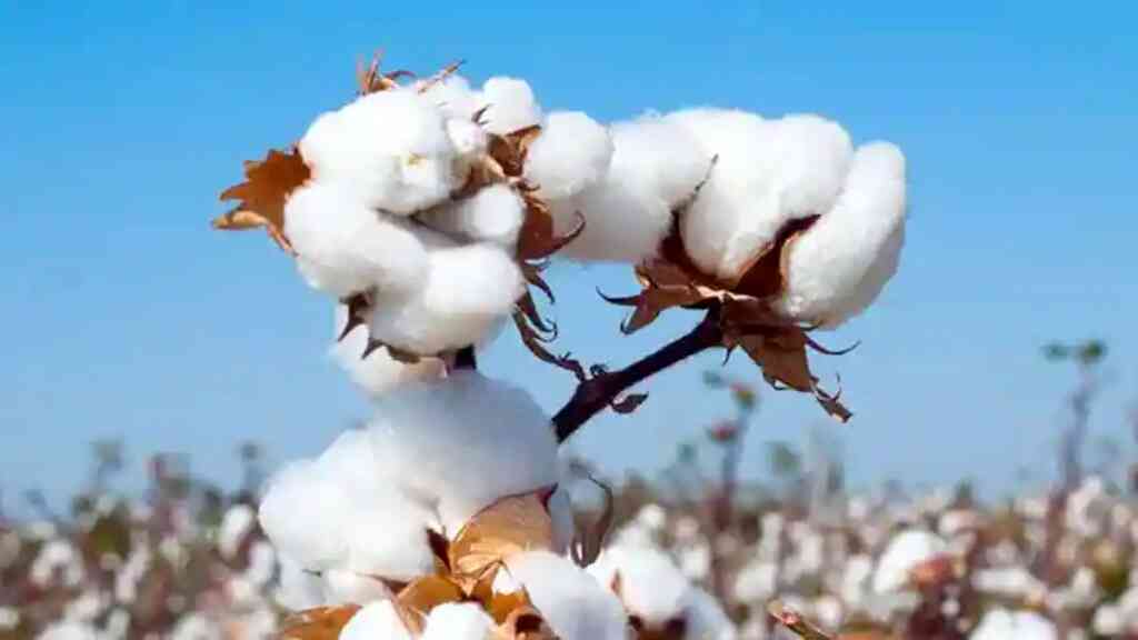 cdn zeebiz com 21503 cotton -