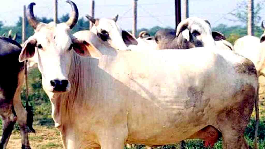 1475585 hanumangarh man put explosive in cow mouth police arrested accuse in rajasthan 1 -