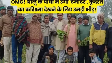 Haryana News आलू के पौधों में उगा 'टमाटर', कुदरत का करिश्मा देखने के लिए उमड़ी भीड़!