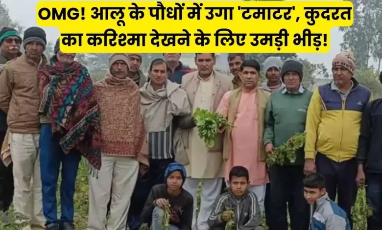 Haryana News आलू के पौधों में उगा 'टमाटर', कुदरत का करिश्मा देखने के लिए उमड़ी भीड़!